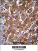 GBA3 Antibody immunohistochemistry analysis in formalin fixed and paraffin embedded human liver tissue followed by peroxidase conjugation of the secondary antibody and DAB staining.