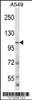 Western blot analysis in A549 cell line lysates (35ug/lane) .