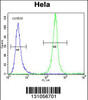 Flow cytometric analysis of Hela cells (right histogram) compared to a negative control cell (left histogram) .FITC-conjugated goat-anti-rabbit secondary antibodies were used for the analysis.