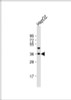 Western Blot at 1:2000 dilution + HepG2 whole cell lysate Lysates/proteins at 20 ug per lane.