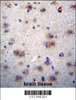 EVPLL Antibody immunohistochemistry analysis in formalin fixed and paraffin embedded human brain tissue followed by peroxidase conjugation of the secondary antibody and DAB staining.