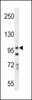 Western blot analysis in A549 cell line lysates (35ug/lane) .