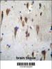 PCDH7 Antibdy immunohistochemistry analysis in formalin fixed and paraffin embedded human brain tissue followed by peroxidase conjugation of the secondary antibody and DAB staining.This data demonstrates the use of PCDH7 Antibdy for immunohistochemistry.