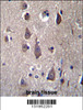 PCDHB12 Antibdy immunohistochemistry analysis in formalin fixed and paraffin embedded human brain tissue followed by peroxidase conjugation of the secondary antibody and DAB staining.This data demonstrates the use of PCDHB12 Antibdy for immunohistochemistry.