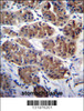 PCDHGC5 Antibody immunohistochemistry analysis in formalin fixed and paraffin embedded human stomach tissue followed by peroxidase conjugation of the secondary antibody and DAB staining.