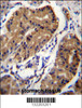DCC Antibody immunohistochemistry analysis in formalin fixed and paraffin embedded human stomach tissue followed by peroxidase conjugation of the secondary antibody and DAB staining.