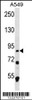 Western blot analysis in A549 cell line lysates (35ug/lane) .