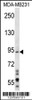 Western blot analysis in MDA-MB231 cell line lysates (35ug/lane) .