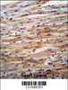 SFRP2 Antibody immunohistochemistry analysis in formalin fixed and paraffin embedded human heart tissue followed by peroxidase conjugation of the secondary antibody and DAB staining.