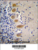 MST1 Antibody immunohistochemistry analysis in formalin fixed and paraffin embedded human cerebellum tissue followed by peroxidase conjugation of the secondary antibody and DAB staining.