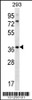 Western blot analysis in 293 cell line lysates (35ug/lane) .