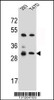 Western blot analysis in 293, T47D cell line lysates (35ug/lane) .