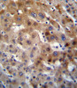 UGT2B15 Antibody immunohistochemistry analysis in formalin fixed and paraffin embedded human liver tissue followed by peroxidase conjugation of the secondary antibody and DAB staining.