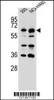 Western blot analysis in 293, NCI-H460 cell line lysates (35ug/lane) .