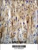 SLC12A7 Antibody immunohistochemistry analysis in formalin fixed and paraffin embedded human heart tissue followed by peroxidase conjugation of the secondary antibody and DAB staining.