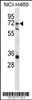 Western blot analysis in NCI-H460 cell line lysates (35ug/lane) .