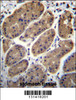TM181 Antibody immunohistochemistry analysis in formalin fixed and paraffin embedded human stomach tissue followed by peroxidase conjugation of the secondary antibody and DAB staining.