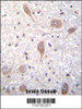 VSGP/F-spondin Antibody immunohistochemistry analysis in formalin fixed and paraffin embedded human brain tissue followed by peroxidase conjugation of the secondary antibody and DAB staining.