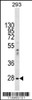 Western blot analysis in 293 cell line lysates (35ug/lane) .