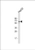 Western Blot at 1:2000 dilution + HepG2 whole cell lysate Lysates/proteins at 20 ug per lane.