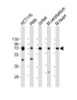 Western Blot at 1:2000 dilution Lane 1: HCT116 whole cell lysate Lane 2: Hela whole cell lysate Lane 3: Jurkat whole cell lysate Lane 4: mouse cerebellum lysate Lane 5: mouse heart lysate Lysates/proteins at 20 ug per lane.