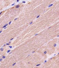 Antibody staining MYBPC3 in human skeletal muscle tissue sections by Immunohistochemistry (IHC-P - paraformaldehyde-fixed, paraffin-embedded sections) .