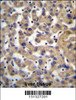 PDP1 Antibody immunohistochemistry analysis in formalin fixed and paraffin embedded human liver tissue followed by peroxidase conjugation of the secondary antibody and DAB staining.