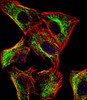 Fluorescent confocal image of U251 cell stained with ATP5J Antibody .U251 cells were fixed with 4% PFA (20 min) , permeabilized with Triton X-100 (0.1%, 10 min) , then incubated with ATP5J primary antibody (1:25) . For secondary antibody, Alexa Fluor 488 conjugated donkey anti-rabbit antibody (green) was used (1:400) .Cytoplasmic actin was counterstained with Alexa Fluor 555 (red) conjugated Phalloidin (7units/ml) . Nuclei were counterstained with DAPI (blue) (10 ug/ml, 10 min) .ATP5J immunoreactivity is localized to Mitochondria significantly.