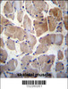 RPS6KC1 Antibody immunohistochemistry analysis in formalin fixed and paraffin embedded human skeletal muscle followed by peroxidase conjugation of the secondary antibody and DAB staining.