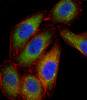 Fluorescent confocal image of A549 cell stained with MAPK14 Antibody (Center T180/Y182) .A549 cells were fixed with 4% PFA (20 min) , permeabilized with Triton X-100 (0.1%, 10 min) , then incubated with MAPK14 primary antibody (1:25) . For secondary antibody, Alexa Fluor 488 conjugated donkey anti-rabbit antibody (green) was used (1:400) .Cytoplasmic actin was counterstained with Alexa Fluor 555 (red) conjugated Phalloidin (7units/ml) . Nuclei were counterstained with DAPI (blue) (10 ug/ml, 10 min) .MAPK14 immunoreactivity is localized to Vesicles significantly and Cytoplasm weakly.