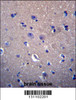 DNAJB6 Antibody immunohistochemistry analysis in formalin fixed and paraffin embedded human brain tissue followed by peroxidase conjugation of the secondary antibody and DAB staining.