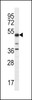 Western blot analysis in K562 cell line lysates (35ug/lane) .