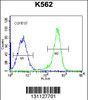 Flow cytometric analysis of K562 cells (right histogram) compared to a negative control cell (left histogram) .FITC-conjugated goat-anti-rabbit secondary antibodies were used for the analysis.