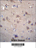 CCT8 Antibody immunohistochemistry analysis in formalin fixed and paraffin embedded human brain tissue followed by peroxidase conjugation of the secondary antibody and DAB staining.