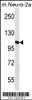 Western blot analysis in mouse Neuro-2a cell line lysates (35ug/lane) .