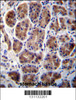 MAN2A2 Antibody immunohistochemistry analysis in formalin fixed and paraffin embedded human stomach tissue followed by peroxidase conjugation of the secondary antibody and DAB staining.