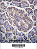 GPD2 Antibody immunohistochemistry analysis in formalin fixed and paraffin embedded human pancreas tissue followed by peroxidase conjugation of the secondary antibody and DAB staining.