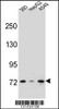 Western blot analysis in 293, HepG2, A549 cell line lysates (35ug/lane) .