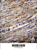 DUS1L Antibody immunohistochemistry analysis in formalin fixed and paraffin embedded human heart tissue followed by peroxidase conjugation of the secondary antibody and DAB staining.