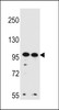 Western blot analysis in Hela, K562 cell line lysates (35ug/lane) .