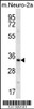 Western blot analysis in mouse Neuro-2a cell line lysates (35ug/lane) .