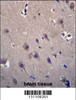 MCF2 Antibody immunohistochemistry analysis in formalin fixed and paraffin embedded human brain tissue followed by peroxidase conjugation of the secondary antibody and DAB staining.