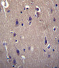 CARTPT Antibody immunohistochemistry analysis in formalin fixed and paraffin embedded human brain tissue followed by peroxidase conjugation of the secondary antibody and DAB staining.