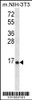 Western blot analysis in mouse NIH-3T3 cell line lysates (35ug/lane) .