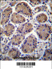 S3TC1 Antibody immunohistochemistry analysis in formalin fixed and paraffin embedded human stomach tissue followed by peroxidase conjugation of the secondary antibody and DAB staining.