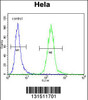 Flow cytometric analysis of Hela cells (right histogram) compared to a negative control cell (left histogram) .FITC-conjugated goat-anti-rabbit secondary antibodies were used for the analysis.