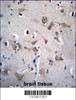 YIF1B Antibody immunohistochemistry analysis in formalin fixed and paraffin embedded human brain tissue followed by peroxidase conjugation of the secondary antibody and DAB staining.