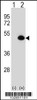 Western blot analysis of ASS1 using rabbit polyclonal ASS1 Antibody using 293 cell lysates (2 ug/lane) either nontransfected (Lane 1) or transiently transfected (Lane 2) with the ASS1 gene.