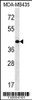 Western blot analysis in MDA-MB435 cell line lysates (35ug/lane) .