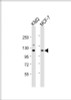 Western Blot at 1:1000 dilution Lane 1: K562 whole cell lysate Lane 2: MCF-7 whole cell lysate Lysates/proteins at 20 ug per lane.